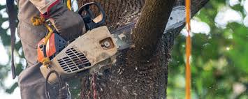 Best Storm Damage Tree Cleanup  in Pardeeville, WI