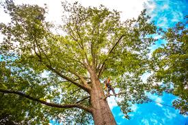 Best Hazardous Tree Removal  in Pardeeville, WI