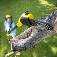 Best Tree Preservation Services  in Pardeeville, WI