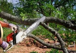 Best Stump Grinding and Removal  in Pardeeville, WI