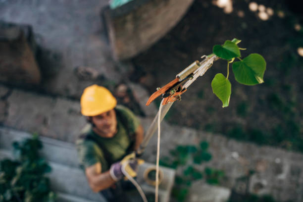 Best Tree Trimming and Pruning  in Pardeeville, WI