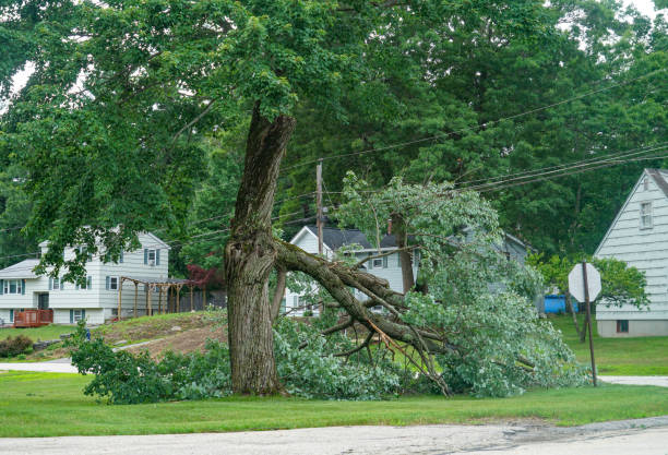 Best Leaf Removal  in Pardeeville, WI