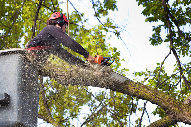 Best Seasonal Cleanup (Spring/Fall)  in Pardeeville, WI